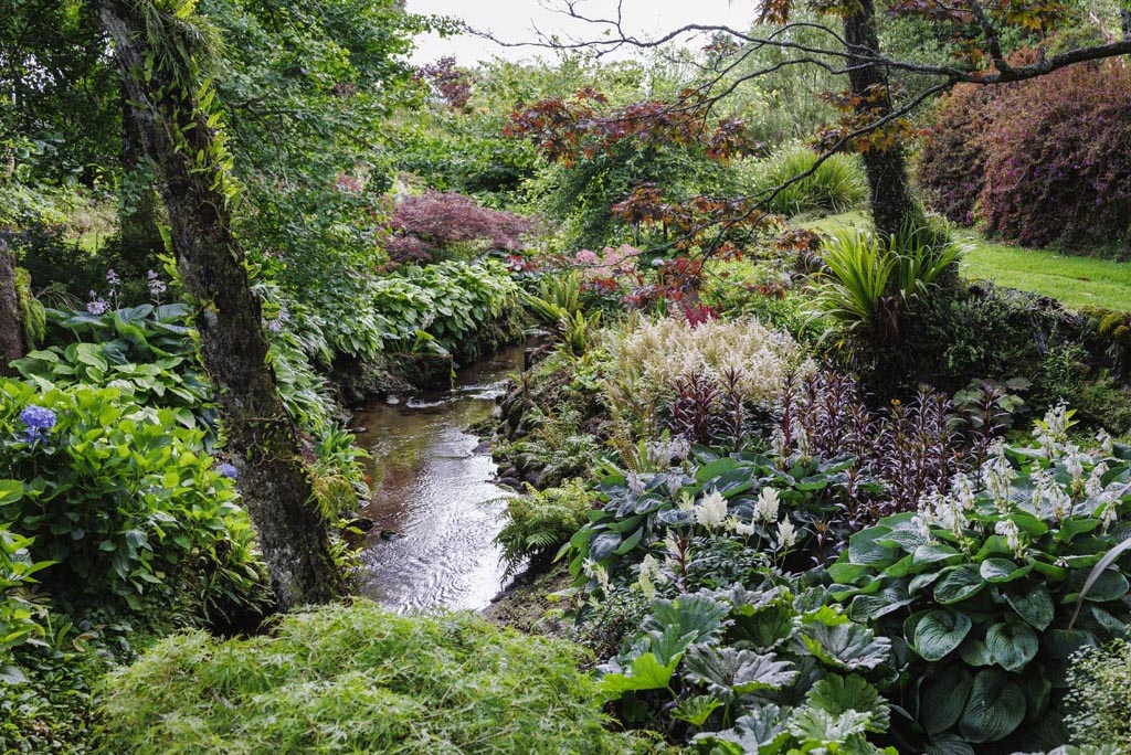 Beechwoods by Jane Dove Juneau